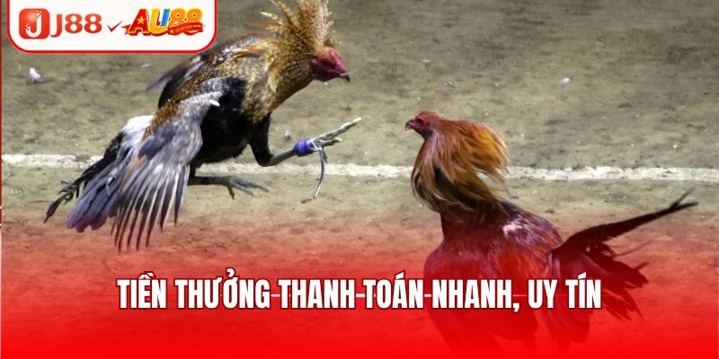 Đá Gà SV388 - Sảnh Chơi Kịch Tính, Cập Nhật Trận Đấu Hot 3 Tiền thưởng thanh toán nhanh, uy tín